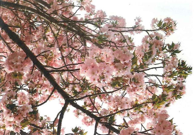 鎌倉朝日新聞社