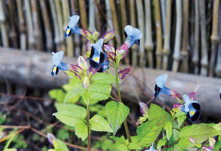 鎌倉朝日新聞社