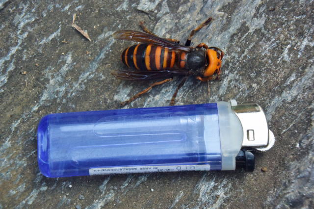 鎌倉朝日新聞社