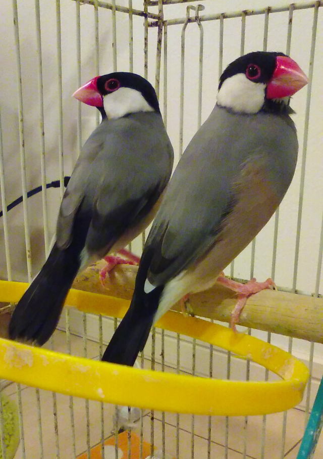 鎌倉朝日新聞社