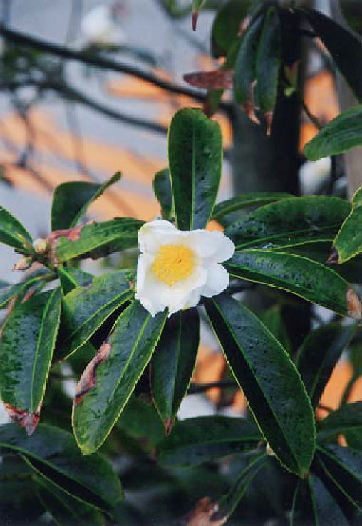 鎌倉朝日新聞社