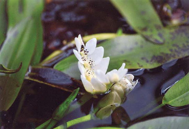 鎌倉朝日新聞社