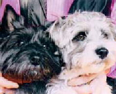 鎌倉朝日新聞社