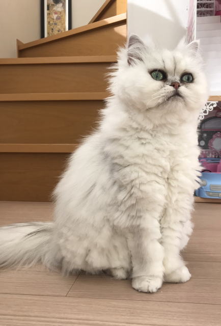 鎌倉朝日新聞社