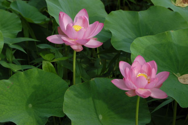 鎌倉朝日新聞社