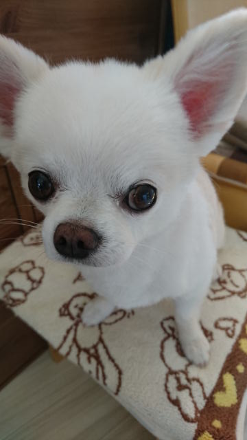 鎌倉朝日新聞社