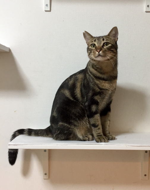 鎌倉朝日新聞社