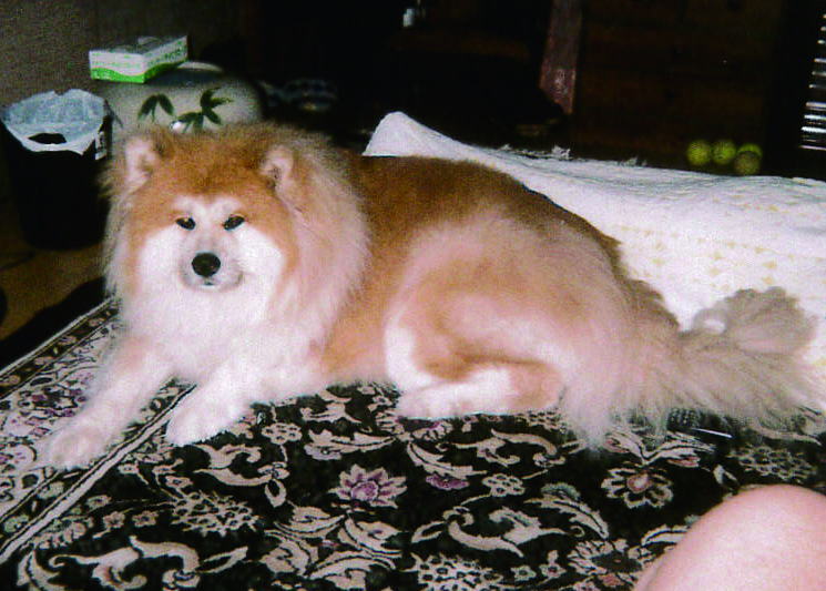 鎌倉朝日新聞社