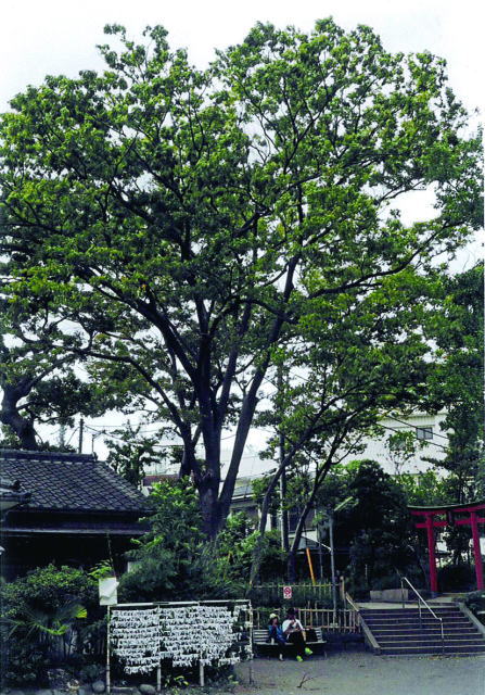 鎌倉朝日新聞社