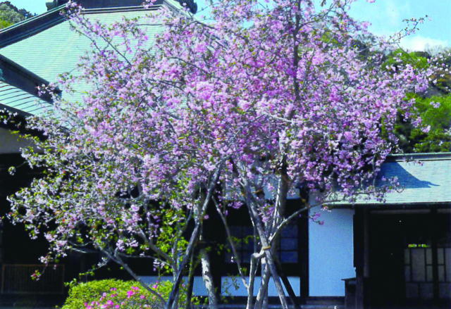 鎌倉朝日新聞社