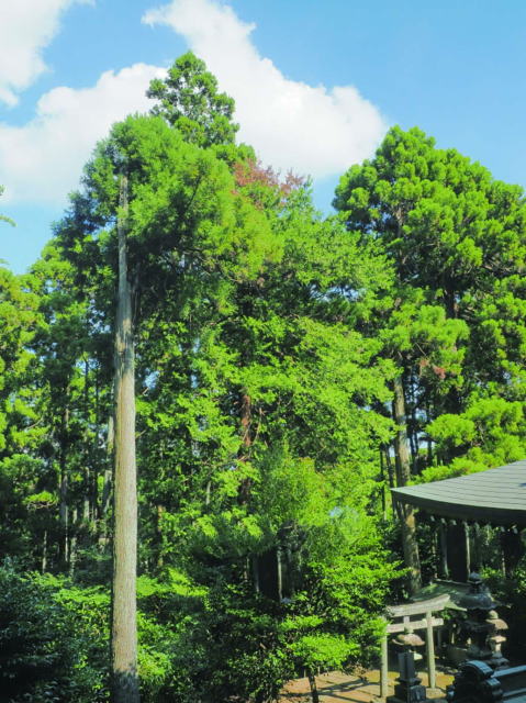 鎌倉朝日新聞社